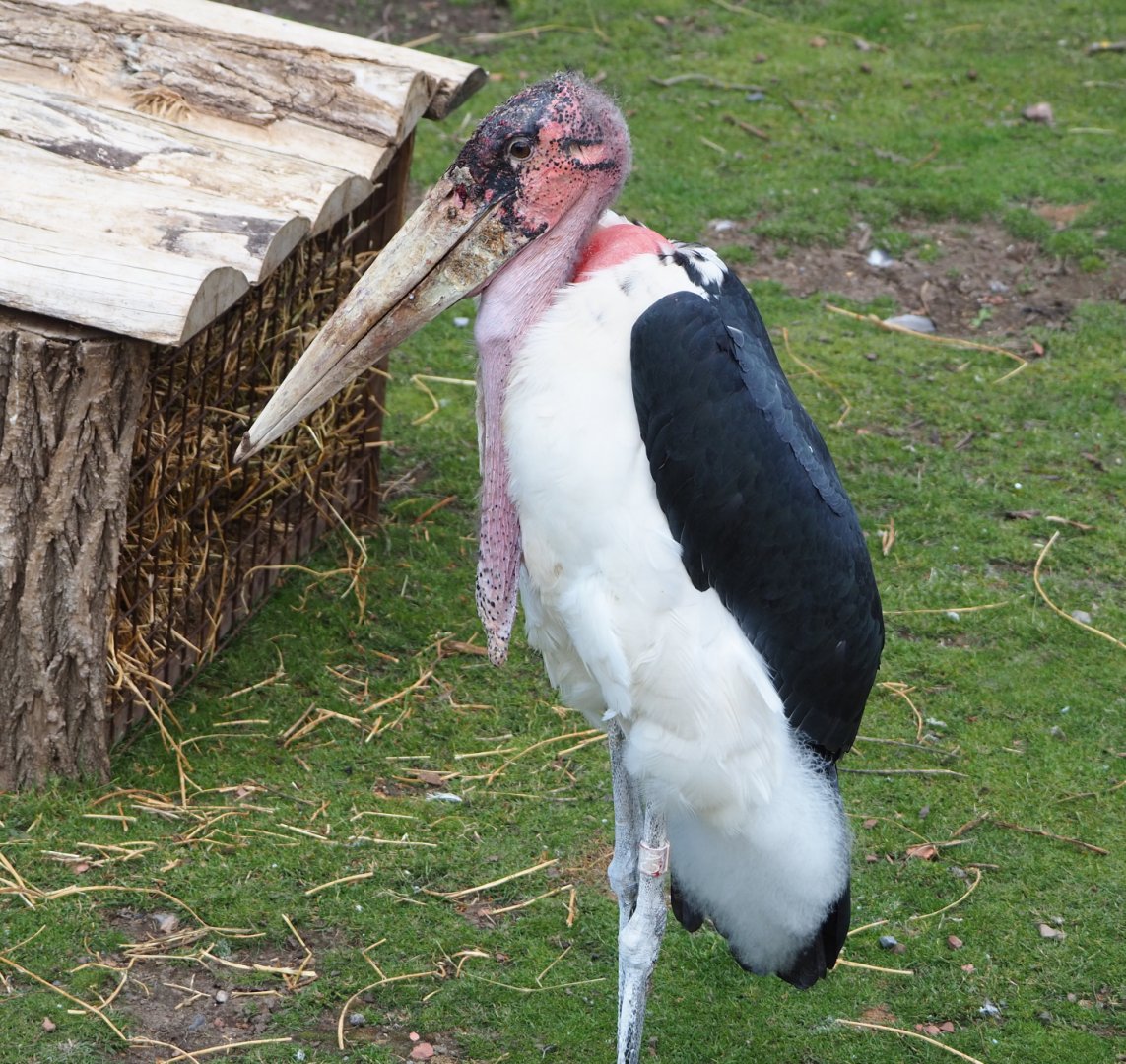 Marabou (Leptoptilos crumenifer), 2022-06-28