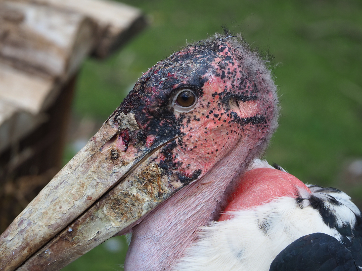 Marabou (Leptoptilos crumenifer), 2022-06-28