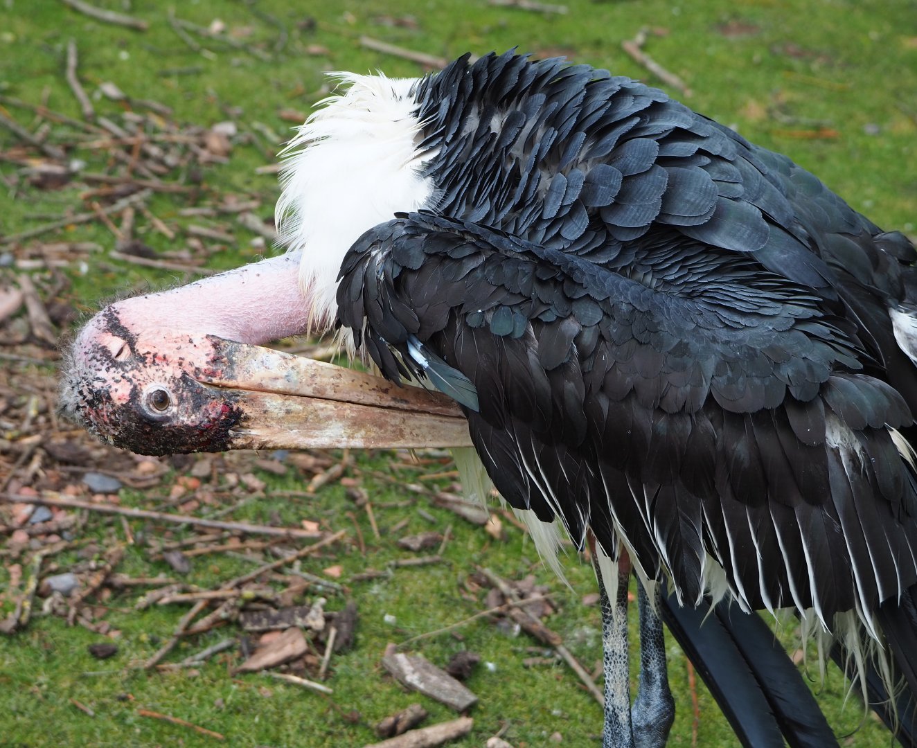 Marabou (Leptoptilos crumenifer), 2022-06-28