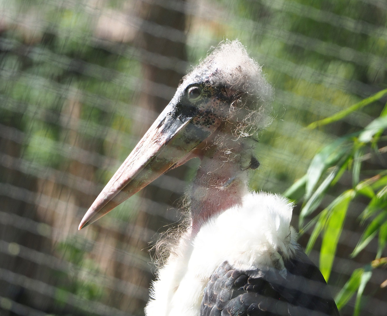 Marabou (Leptoptilos crumenifer), 2022-07-03