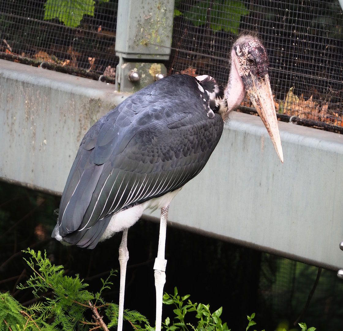 Marabou (Leptoptilos crumenifer), 2022-07-10