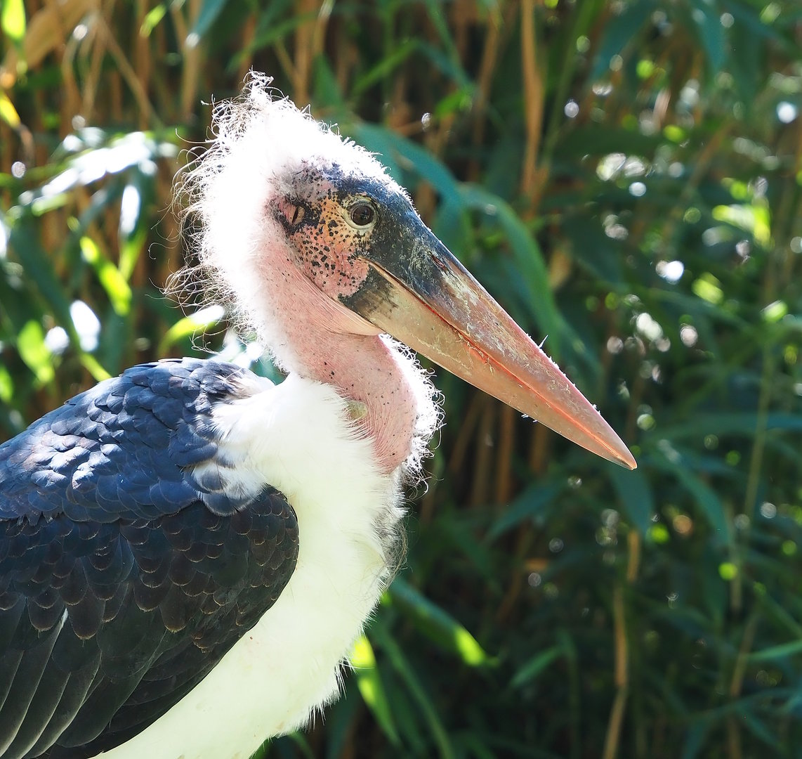 Marabou (Leptoptilos crumenifer), 2022-08-07