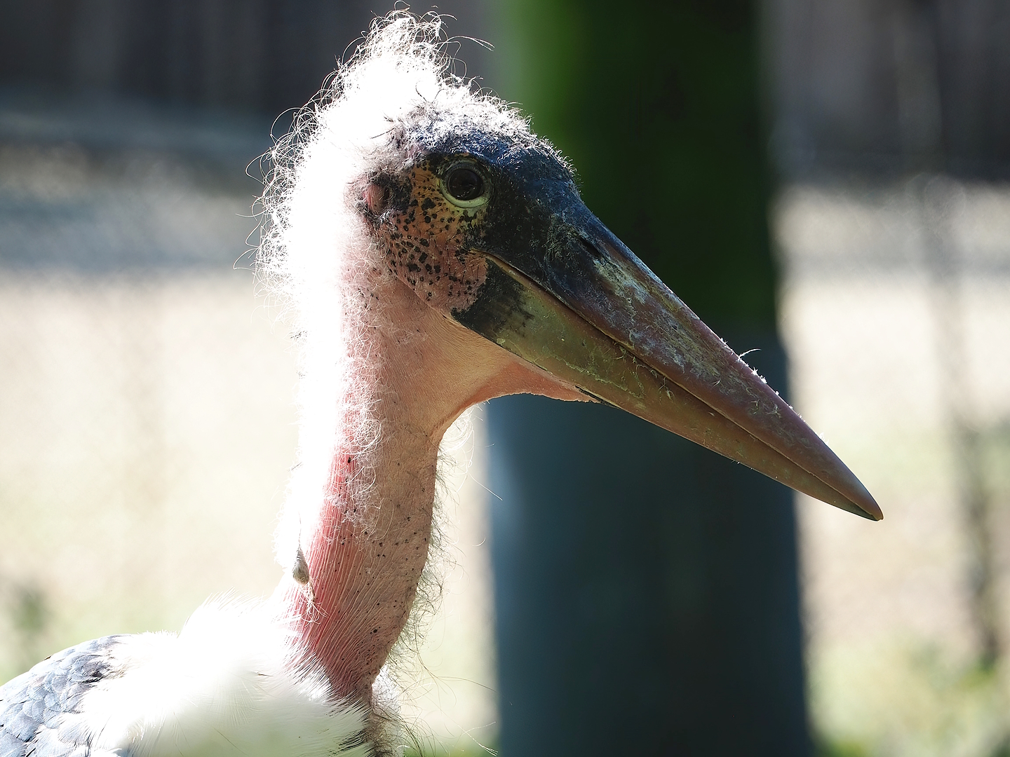 Marabou (Leptoptilos crumenifer), 2022-08-07