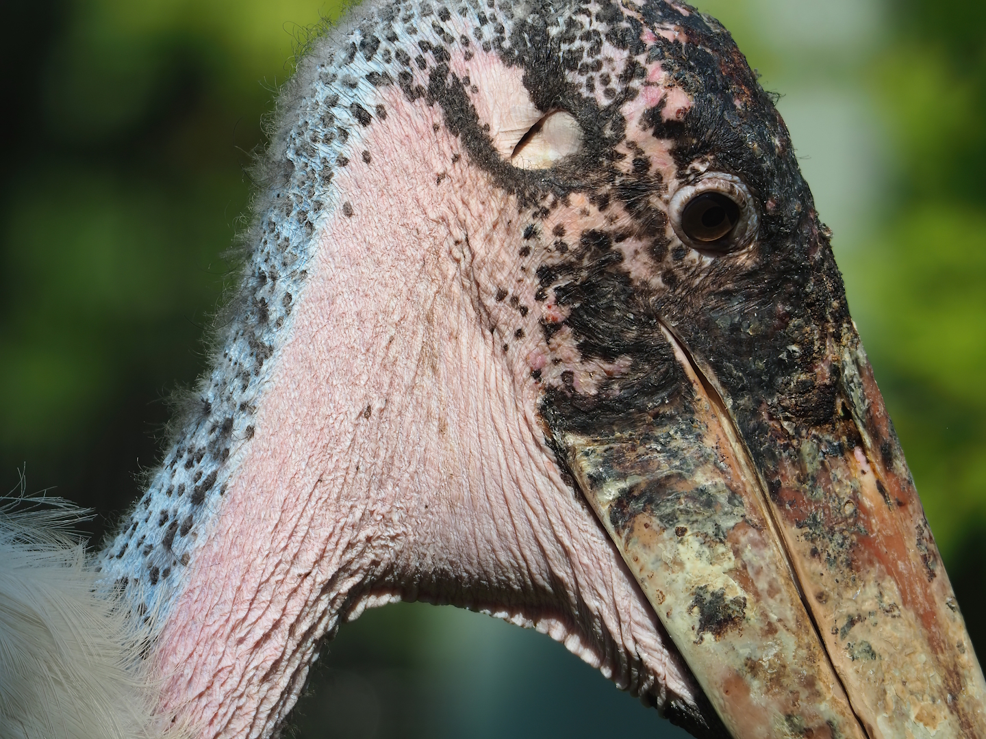 Marabou (Leptoptilos crumenifer), 2022-08-16