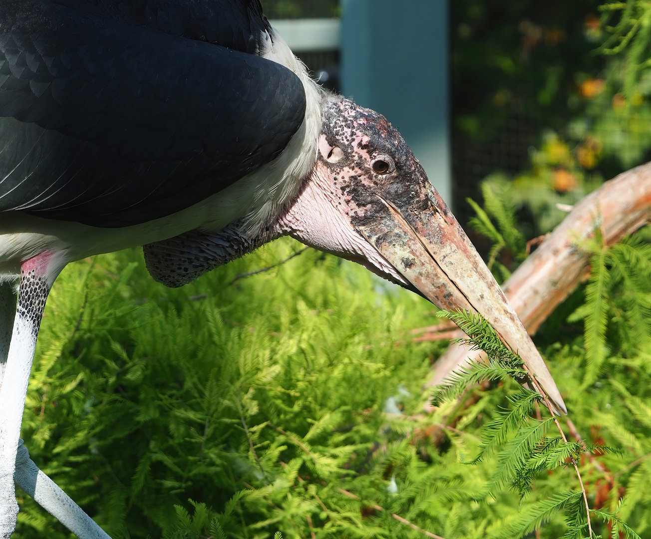 Marabou (Leptoptilos crumenifer), 2022-08-16