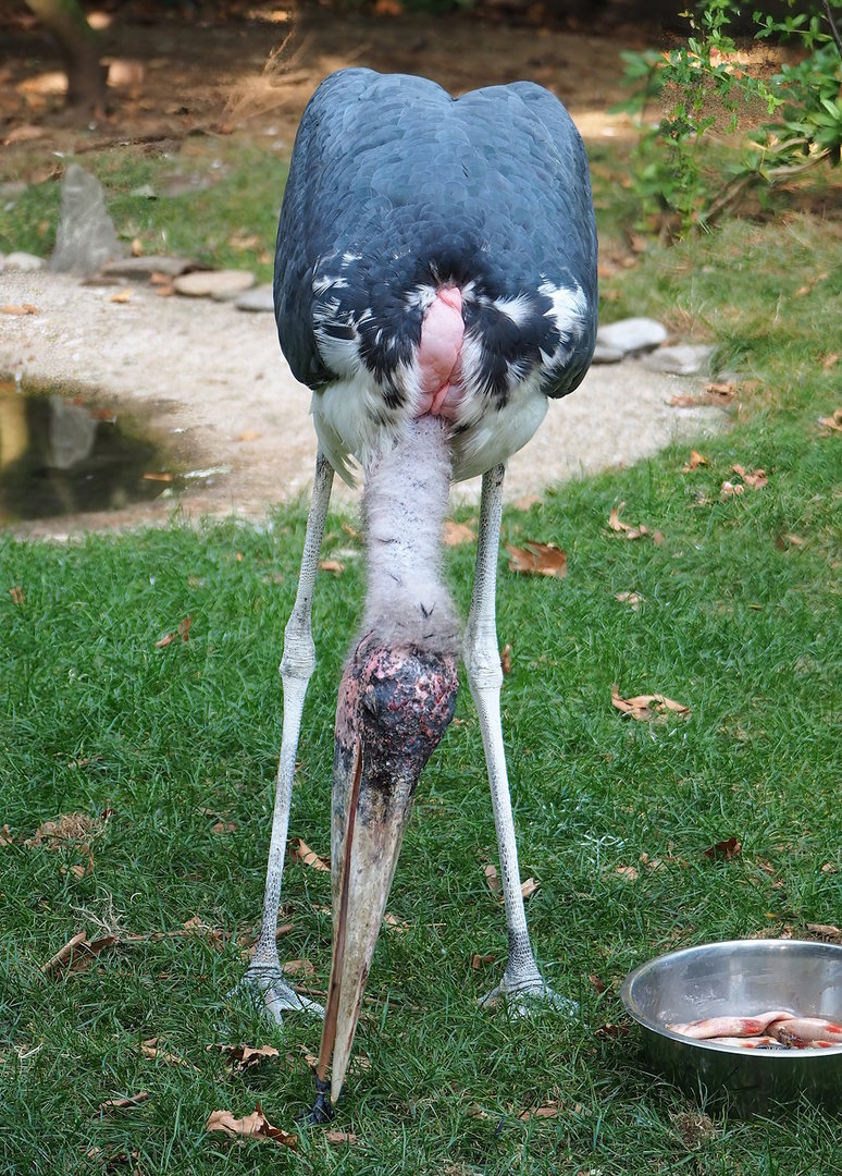 Marabou (Leptoptilos crumenifer), 2022-09-04