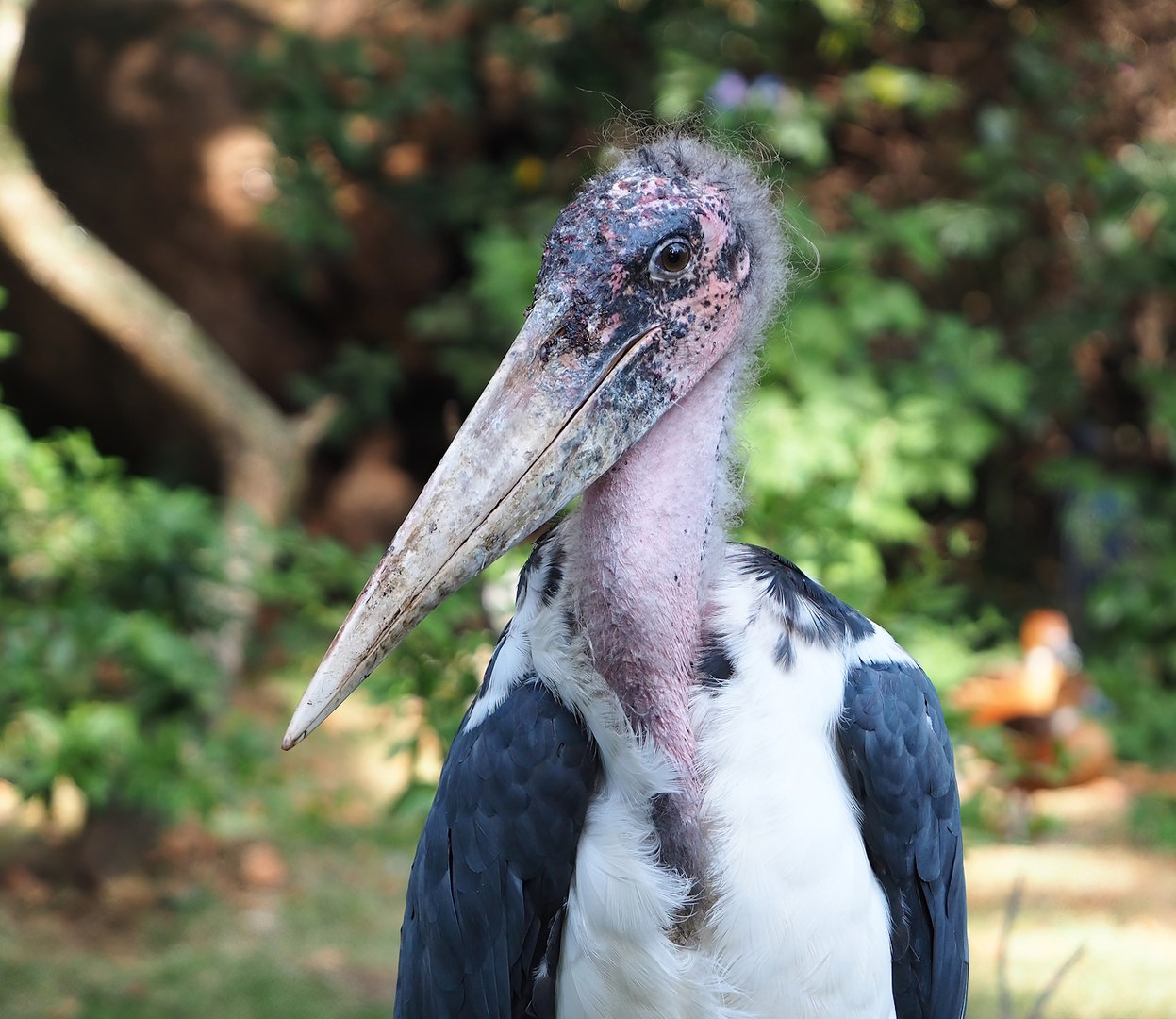 Marabou (Leptoptilos crumenifer), 2022-09-04