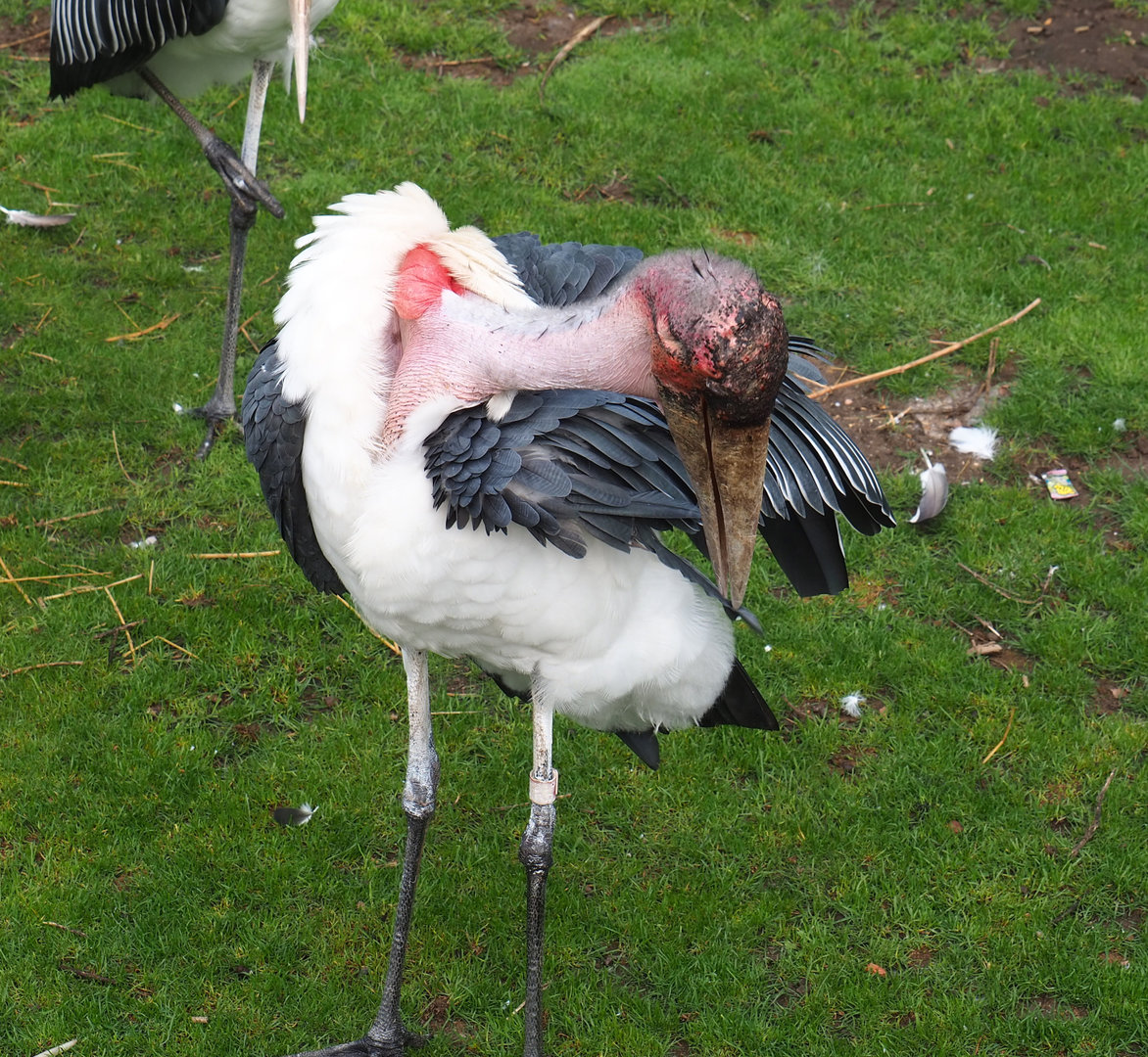 Marabou (Leptoptilos crumenifer), 2022-09-15