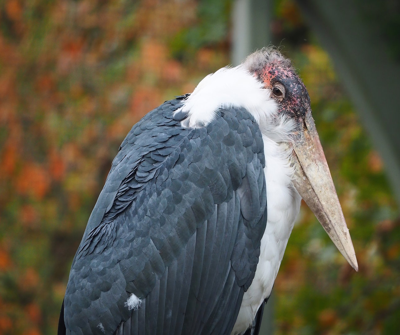 Marabou (Leptoptilos crumenifer), 2022-10-29