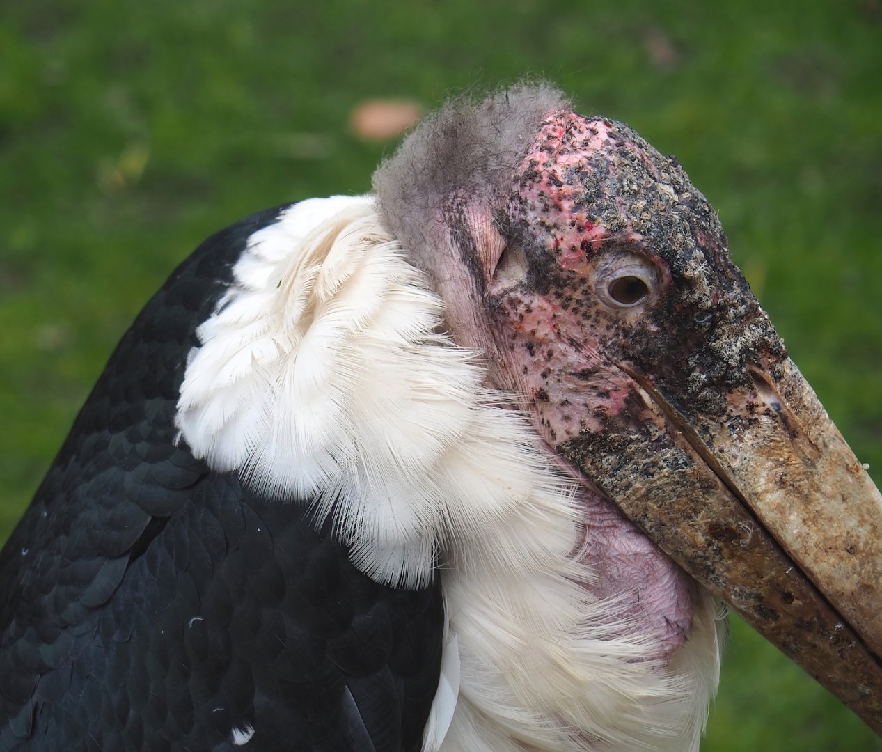 Marabou (Leptoptilos crumenifer), 2023-05-15