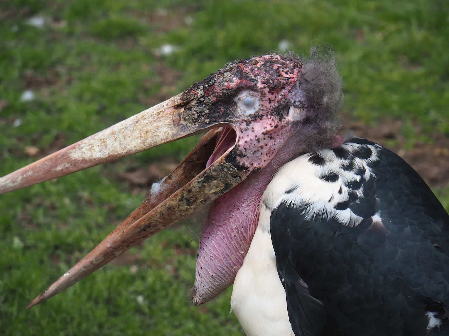 Marabou (Leptoptilos crumenifer), 2023-05-16