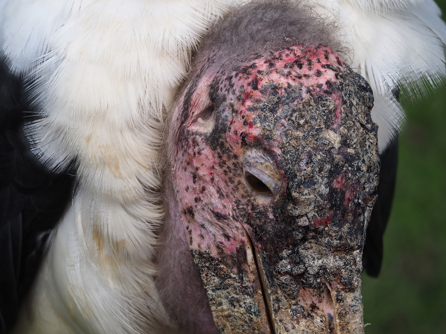 Marabou (Leptoptilos crumenifer), 2023-05-16