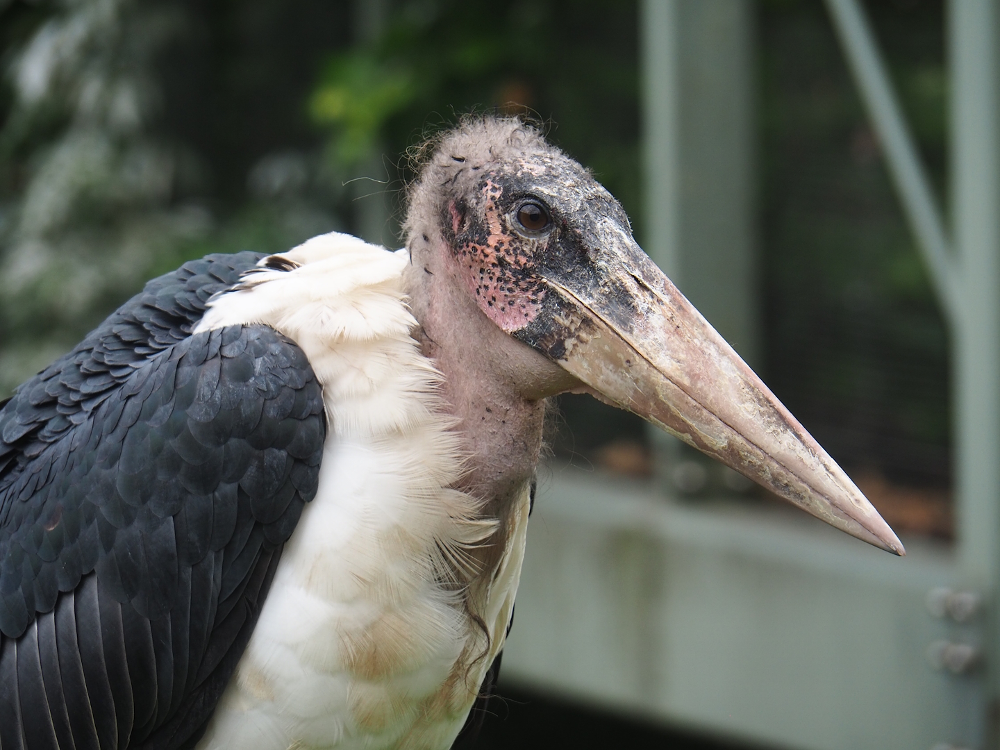 Marabou (Leptoptilos crumenifer), 2023-07-02