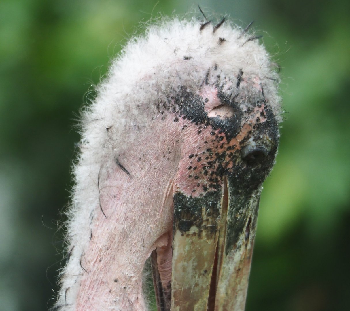 Marabou (Leptoptilos crumenifer), 2023-07-02