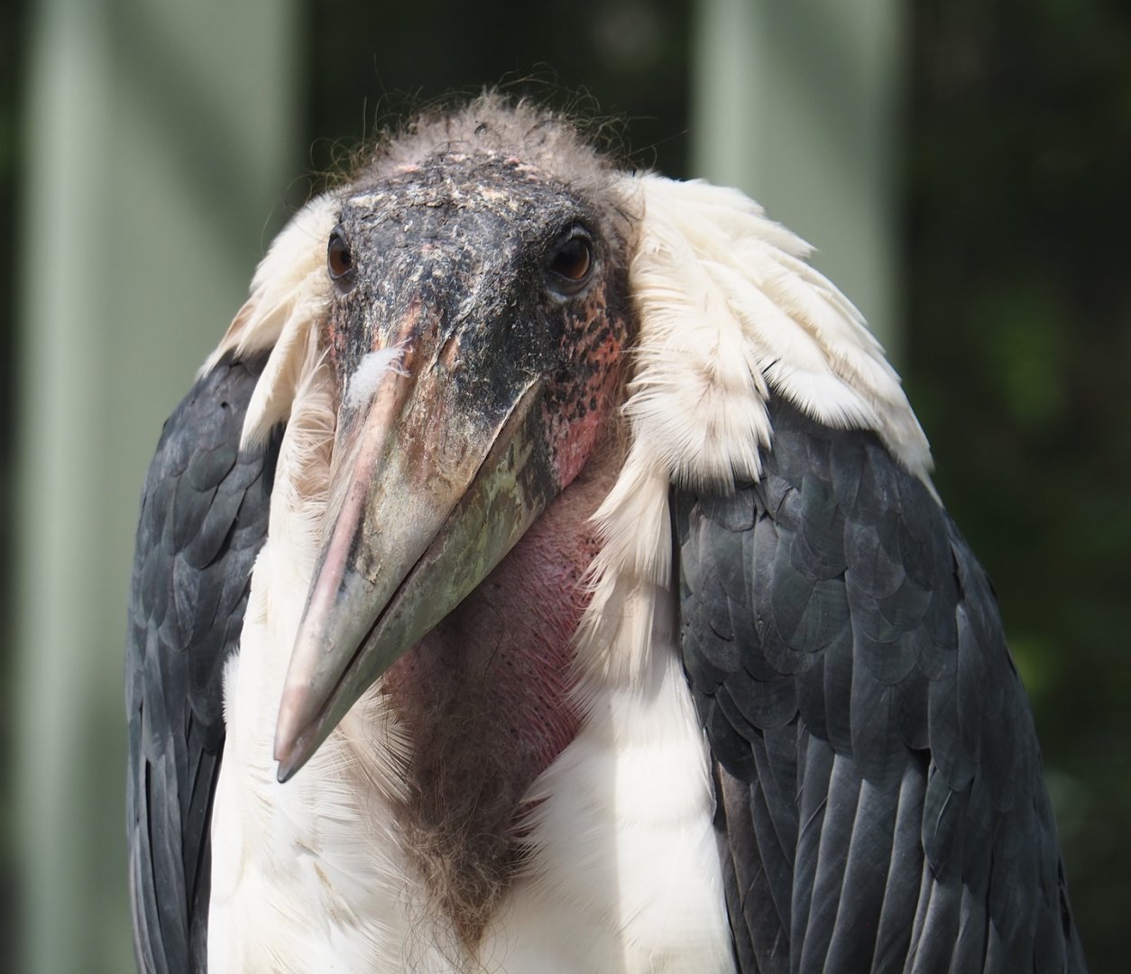 Marabou (Leptoptilos crumenifer), 2023-07-22