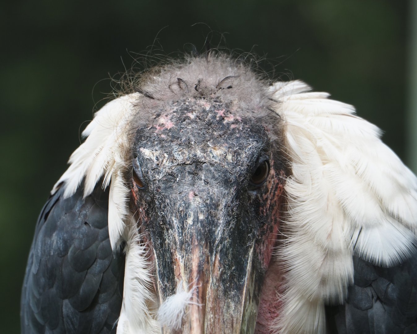 Marabou (Leptoptilos crumenifer), 2023-07-22