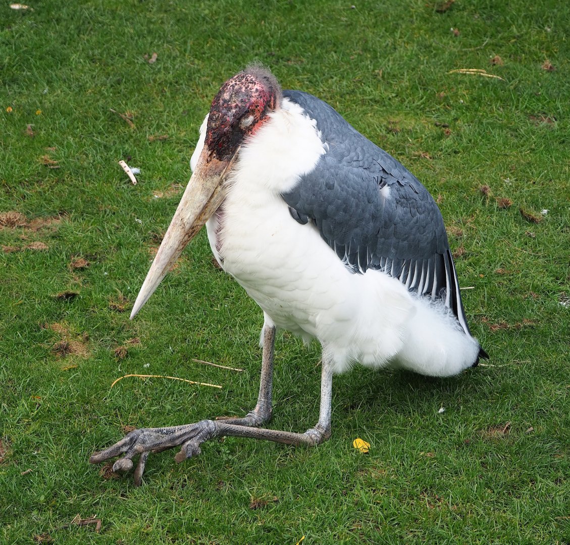 Marabou (Leptoptilos crumenifer), 2023-10-13