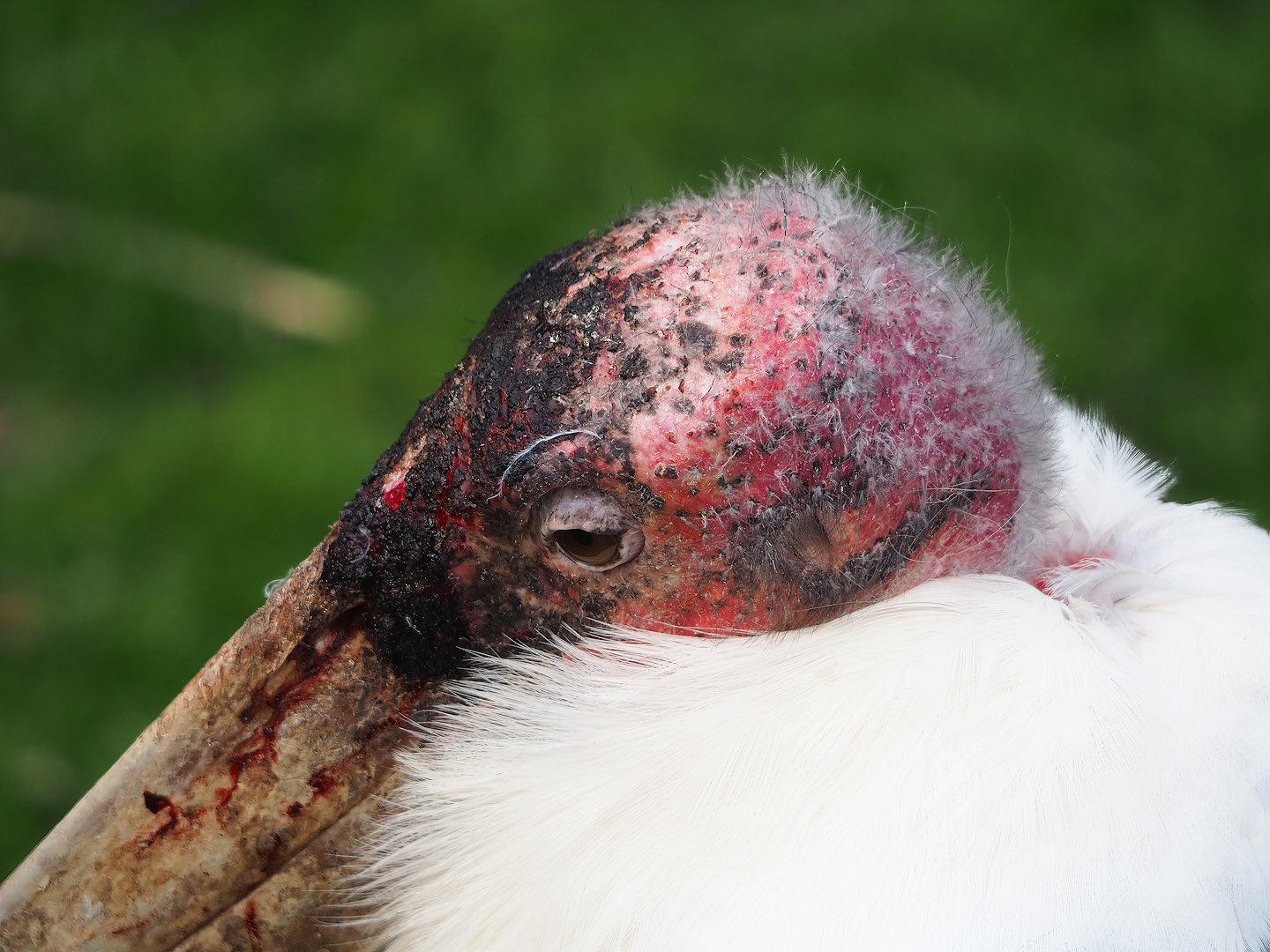 Marabou (Leptoptilos crumenifer), 2023-10-13
