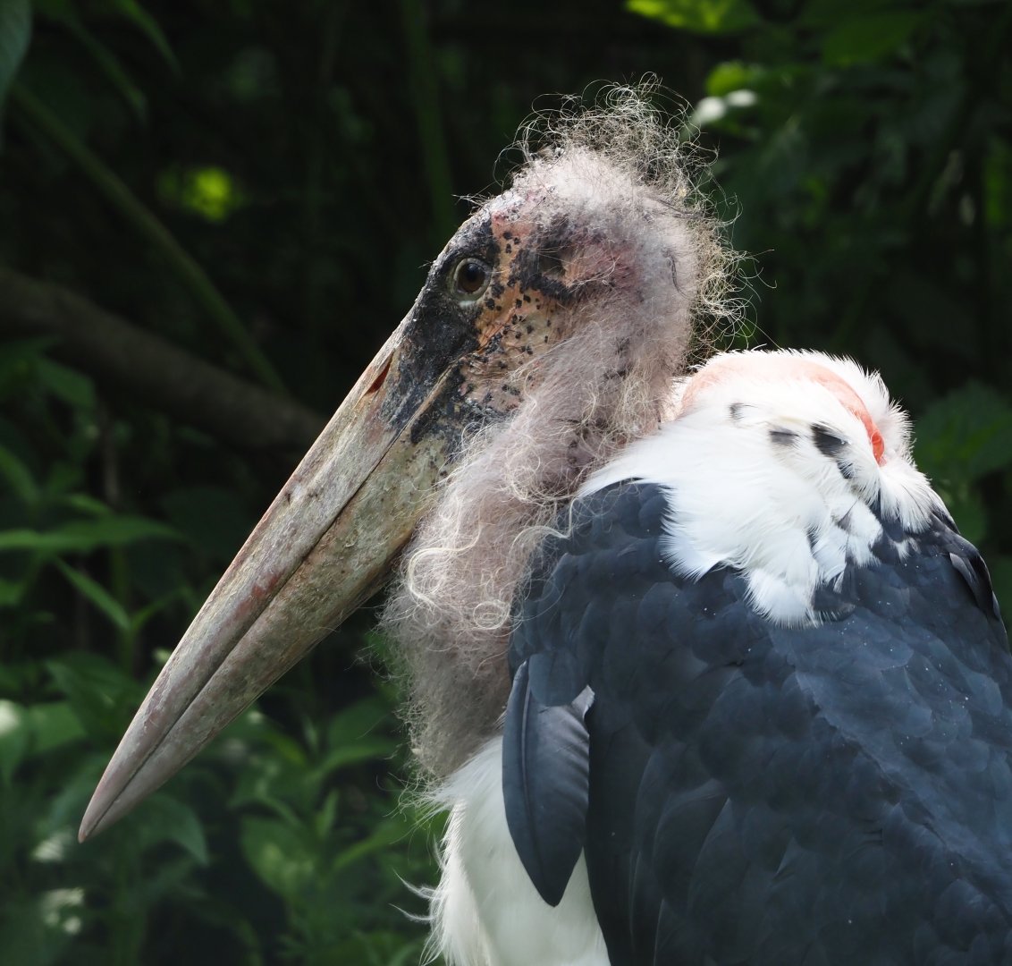 Marabou (Leptoptilos crumenifer), 2024-05-23