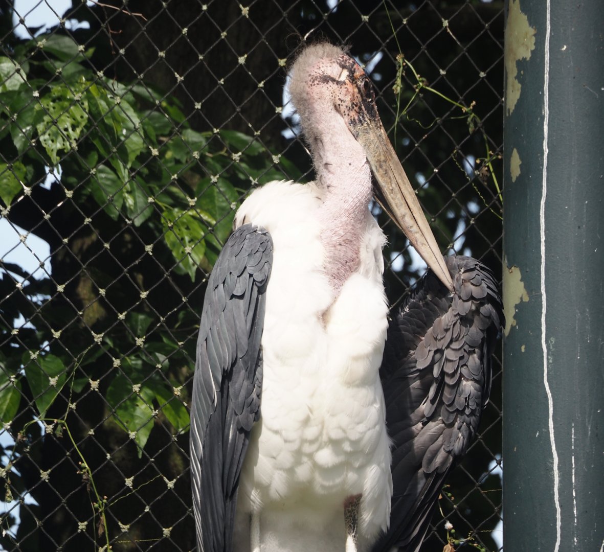 Marabou (Leptoptilos crumenifer), 2024-06-30