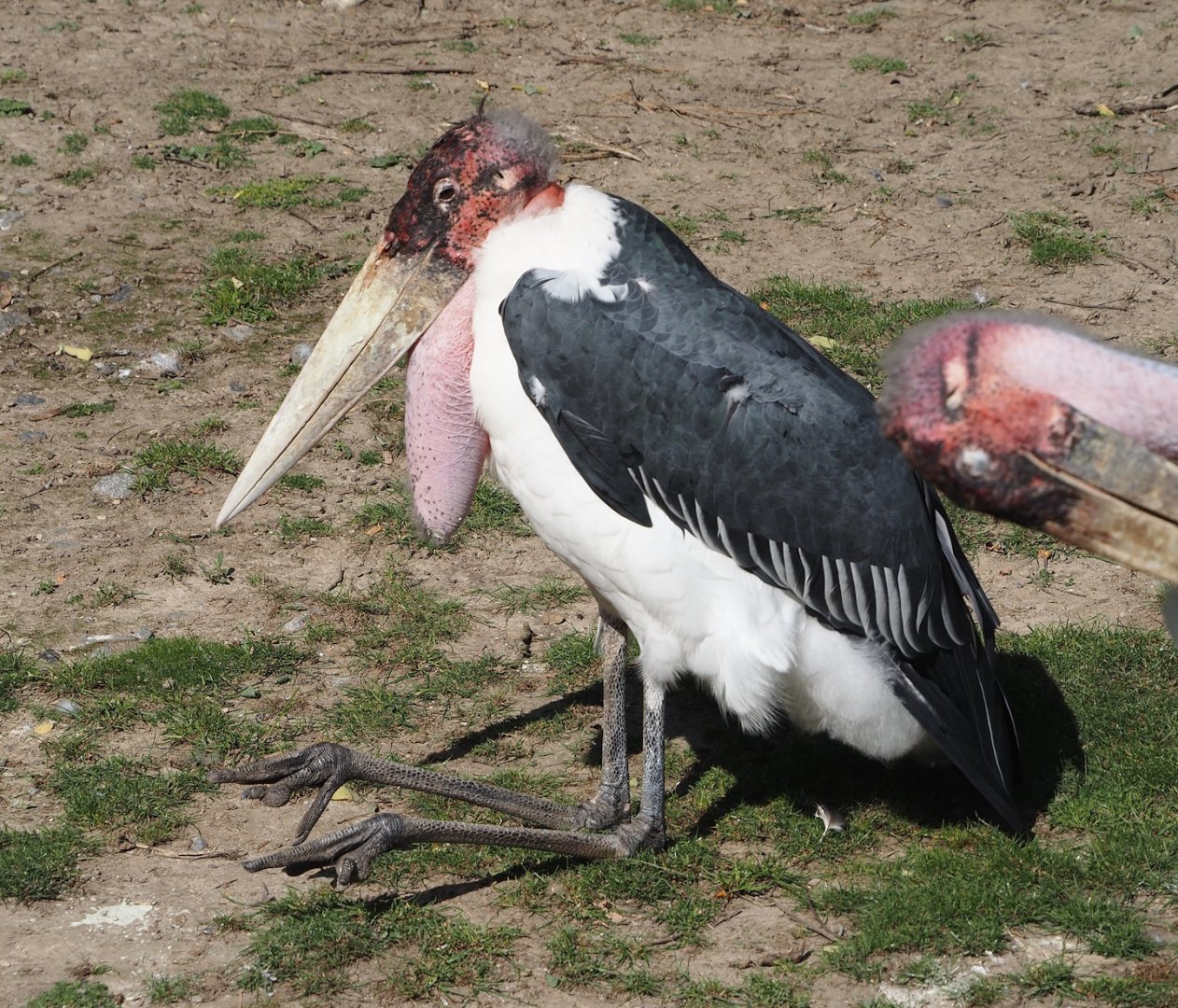Marabou (Leptoptilos crumenifer), 2024-09-17