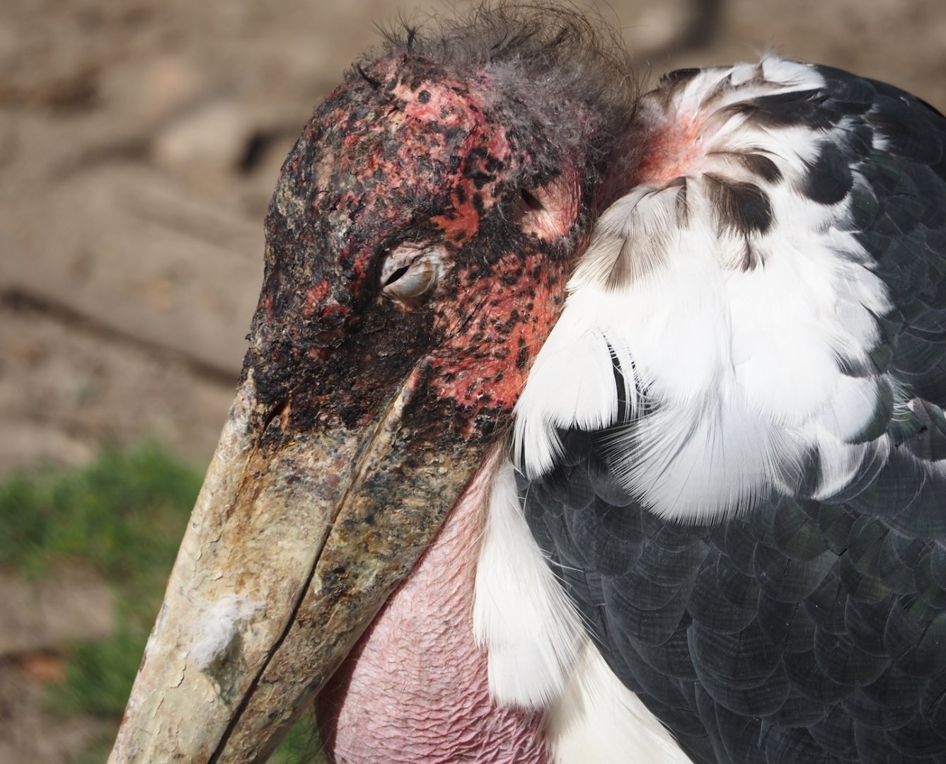 Marabou (Leptoptilos crumenifer), 2024-09-17