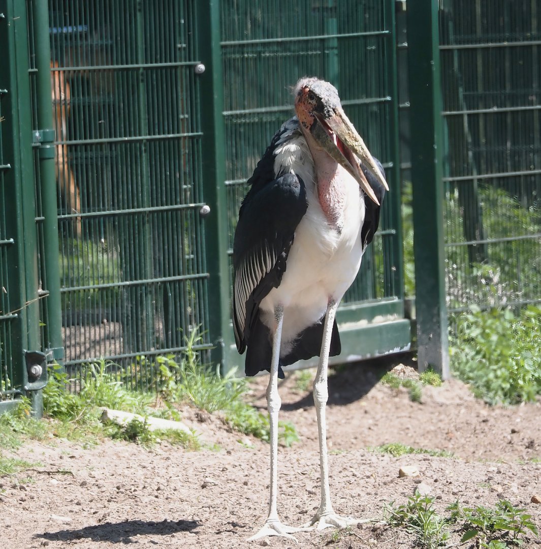 Marabou (Leptoptilos crumenifer), 2025-04-30