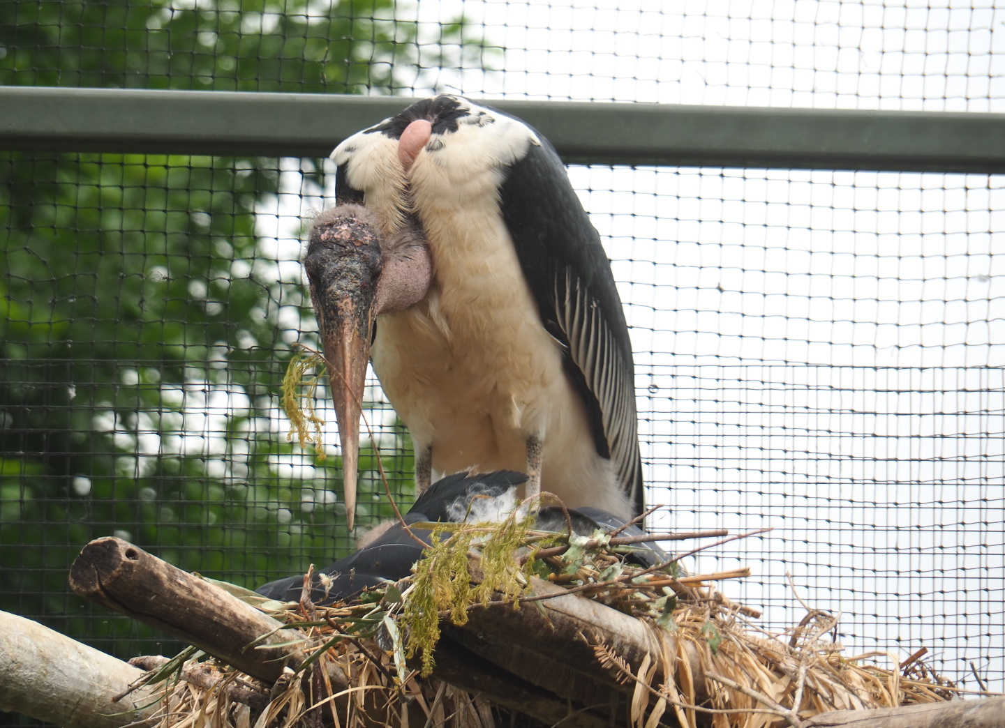 Marabou (Leptoptilos crumenifer) on nest, 2021-06-12