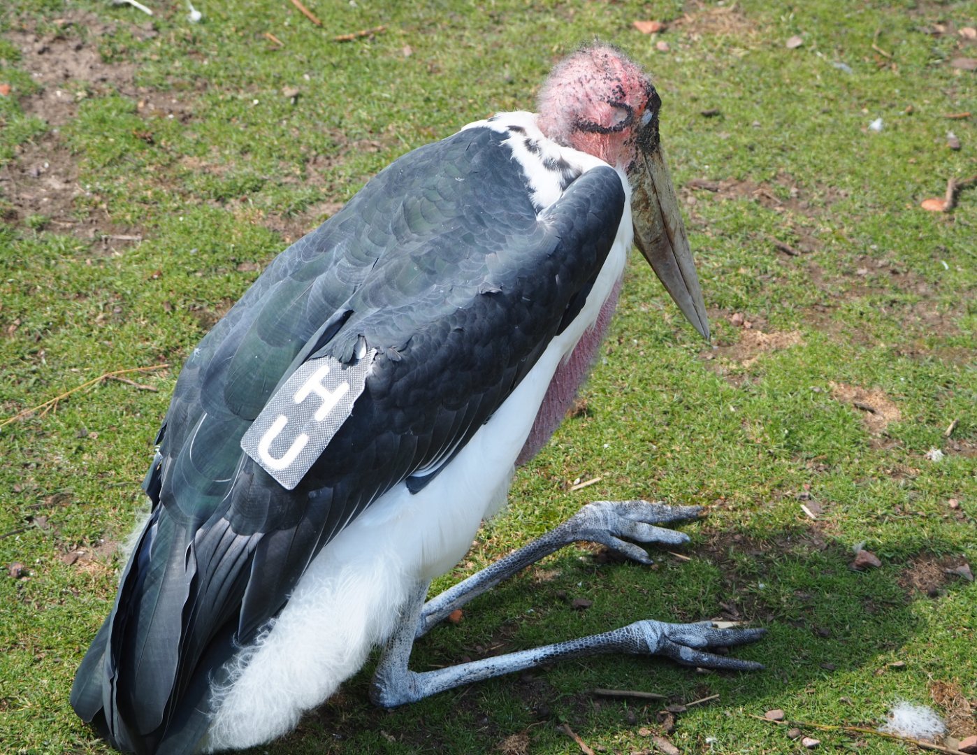 Marabou (Leptoptilos crumenifer) with wing tag, 2022-06-28