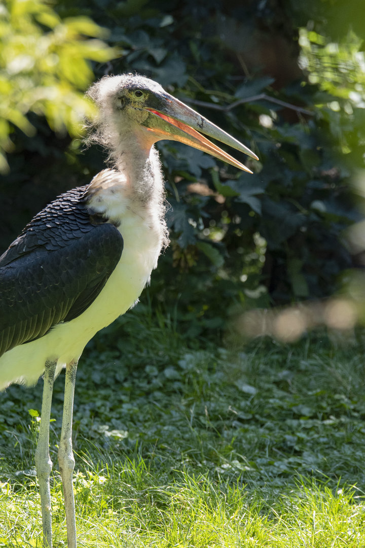 Marabou (Leptoptilos crumenifer)
