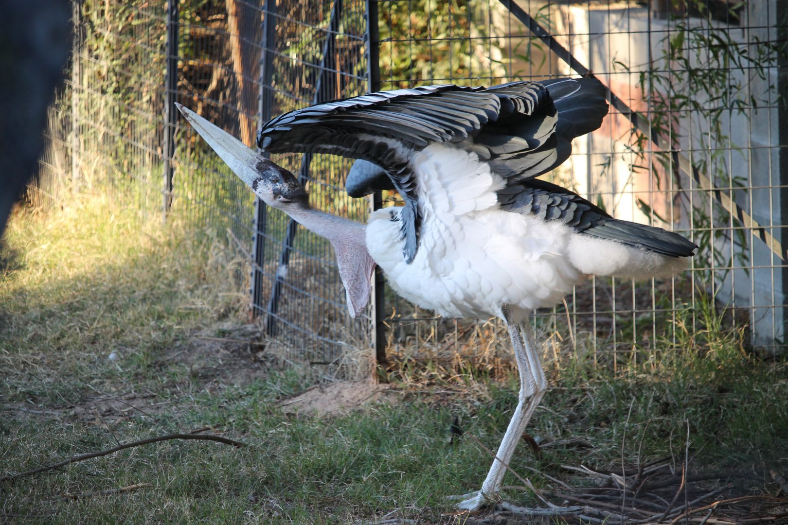 Marabou (Leptoptilos crumenifer)