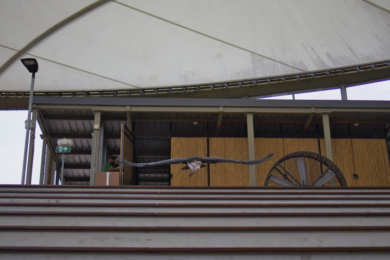 Marabou (Leptoptilos crumenifer)