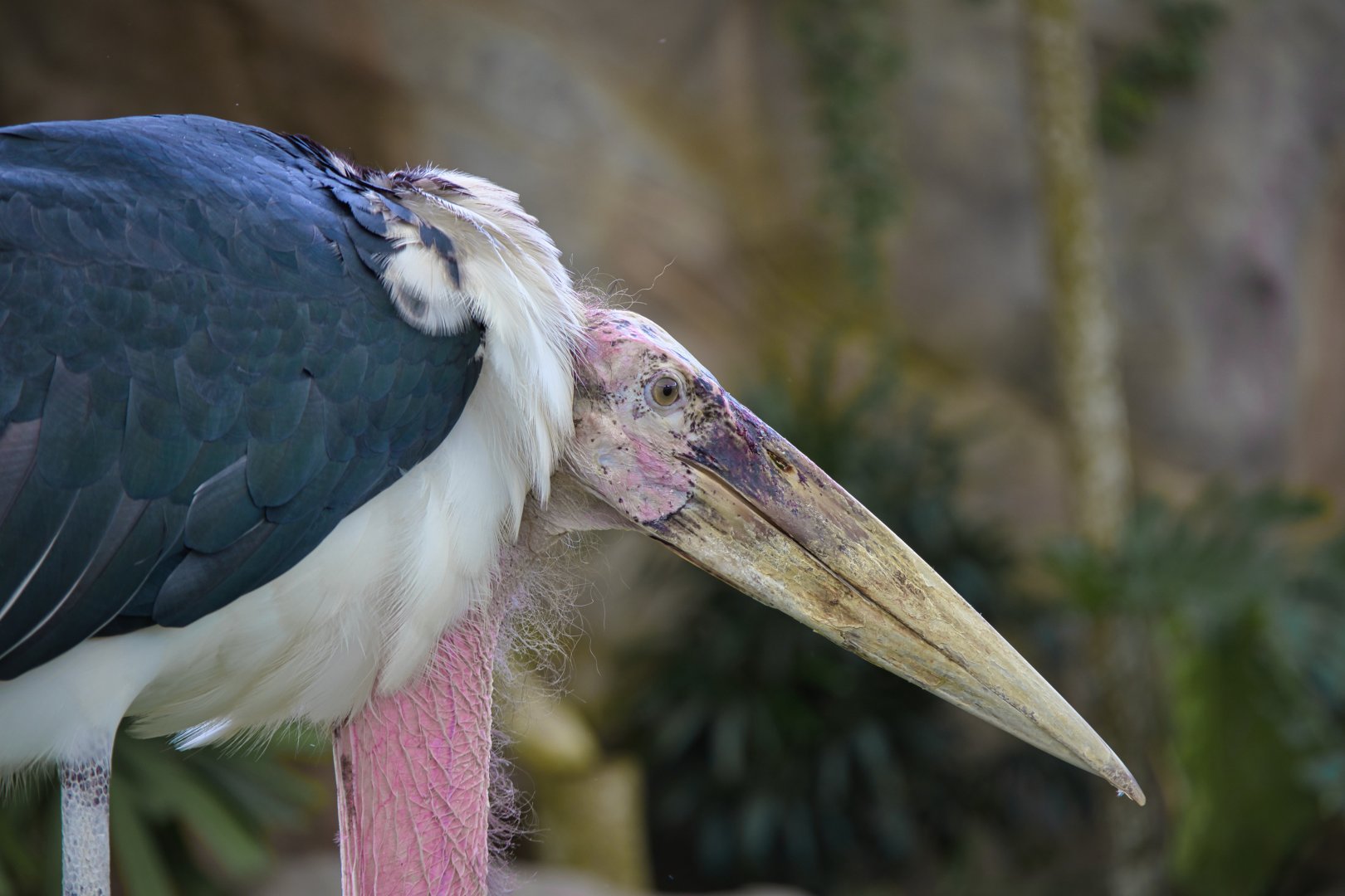 Marabou (Leptoptilos crumenifer)