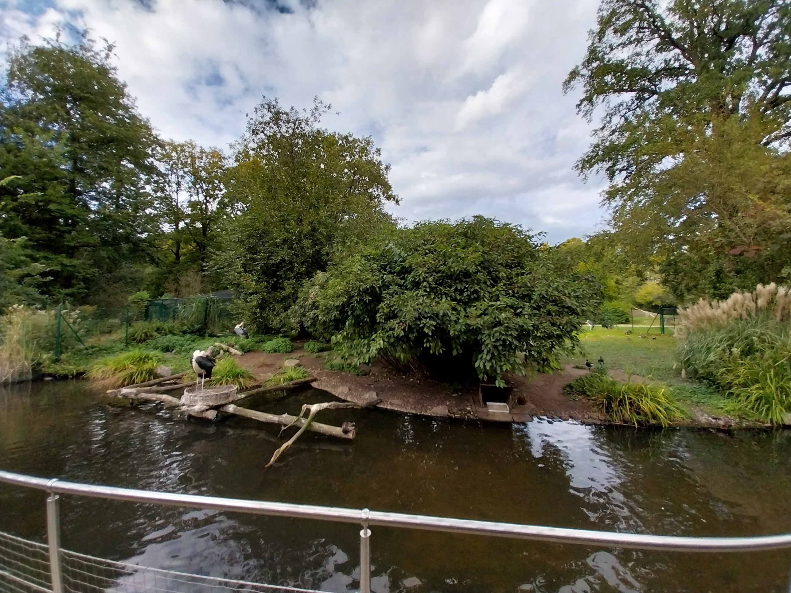 Marabou (Leptoptilos crumenifer)