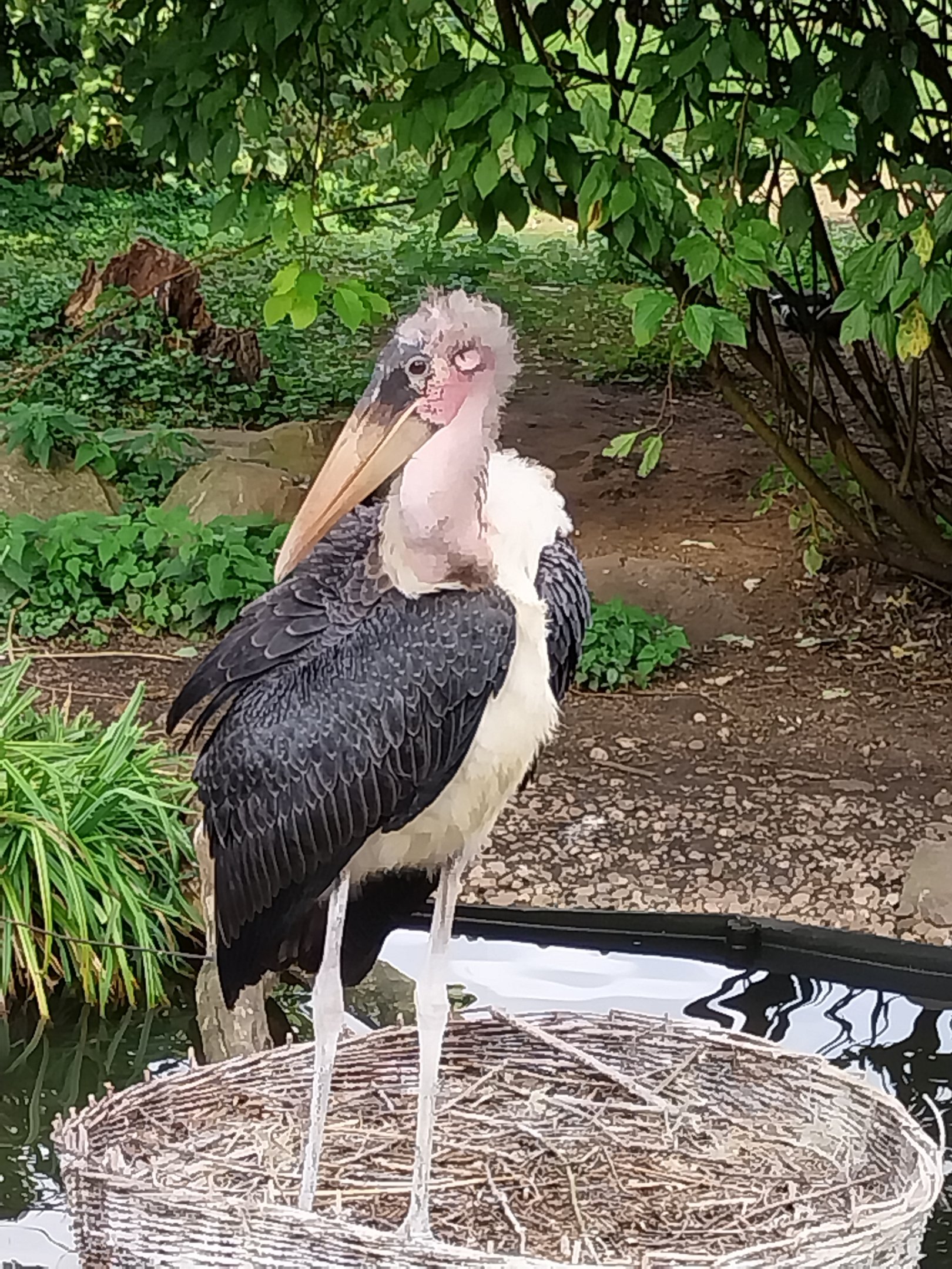 Marabou (Leptoptilos crumenifer)