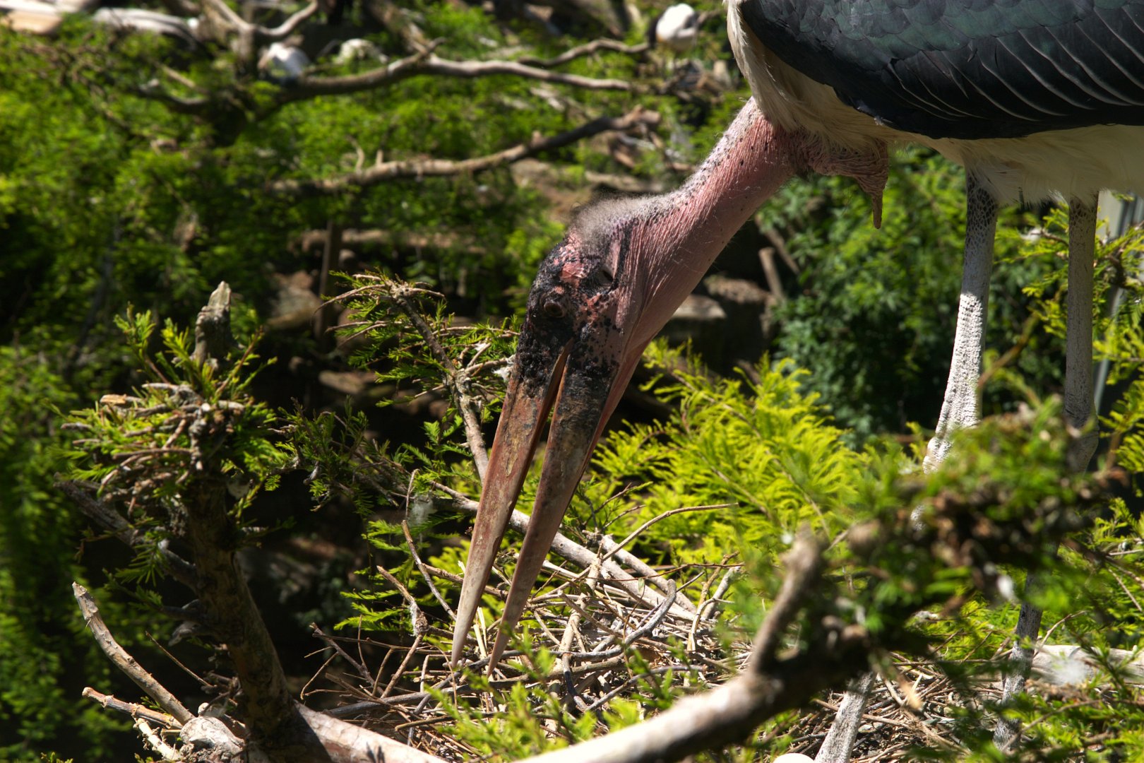 Marabou (Leptoptilos crumenifer)