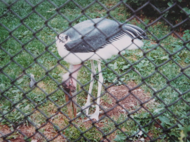 Marabou London Zoo 1990.