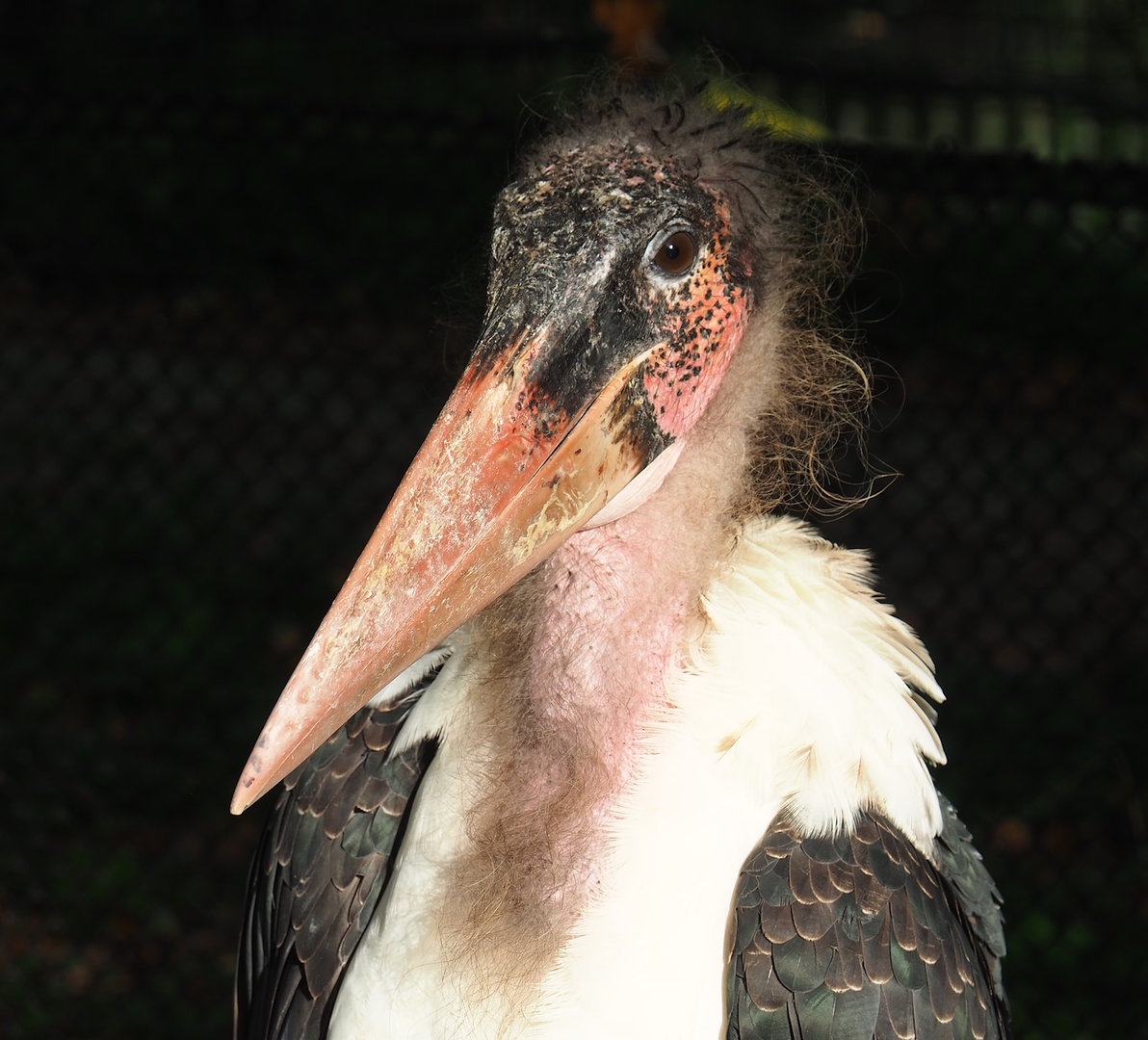 Marabou (Marabou stork) (Leptoptilos crumenifer), 2022-10-19