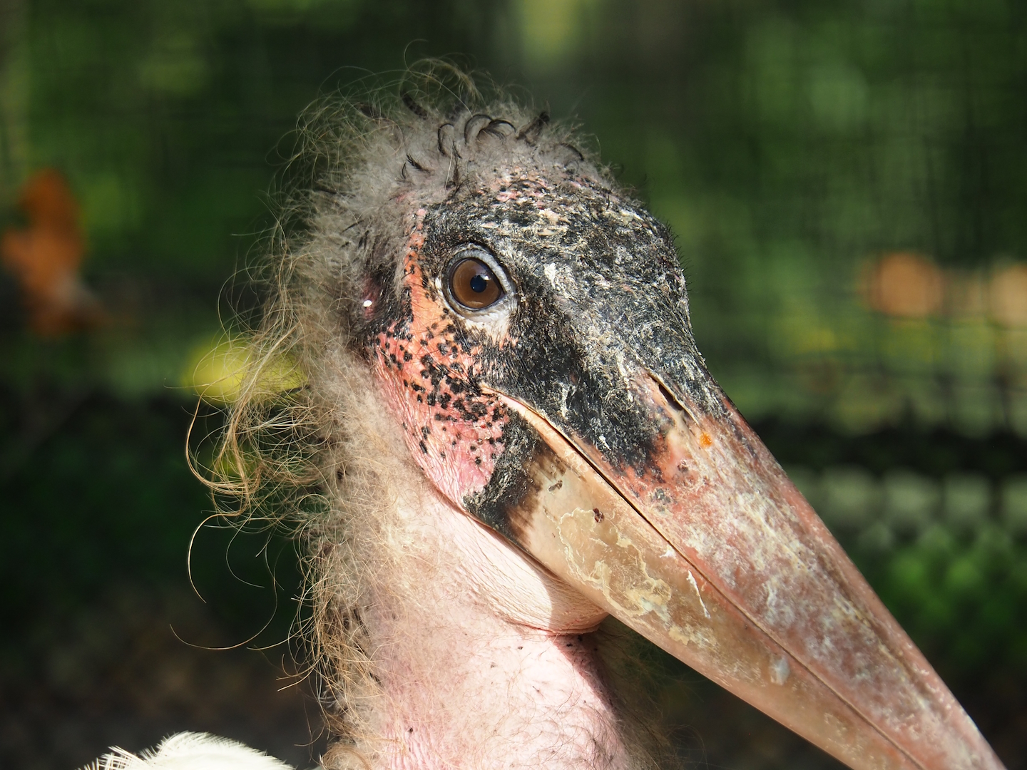 Marabou (Marabou stork) (Leptoptilos crumenifer), 2022-10-19