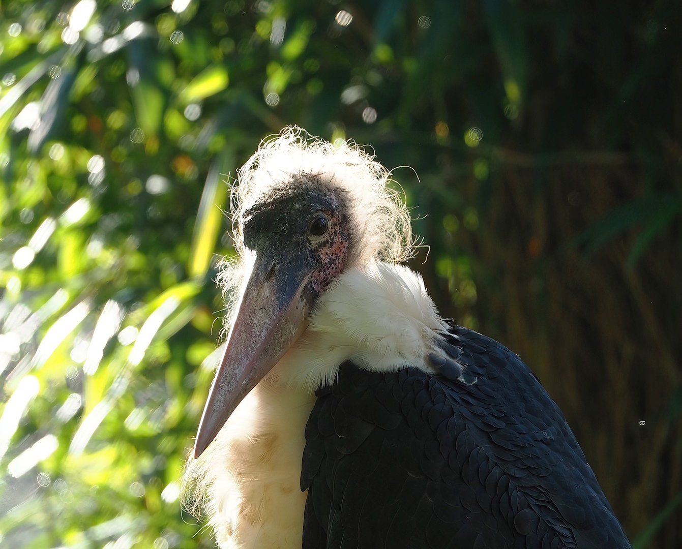 Marabou (Marabou stork) (Leptoptilos crumenifer), 2022-11-12