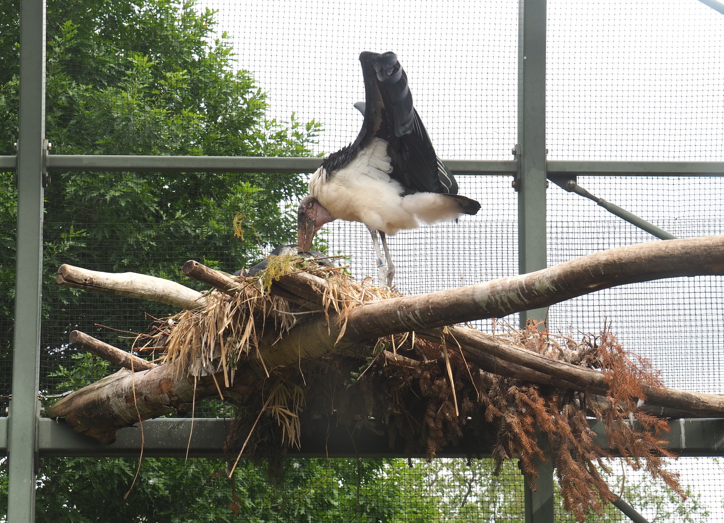Marabou nest, 2021-06-12