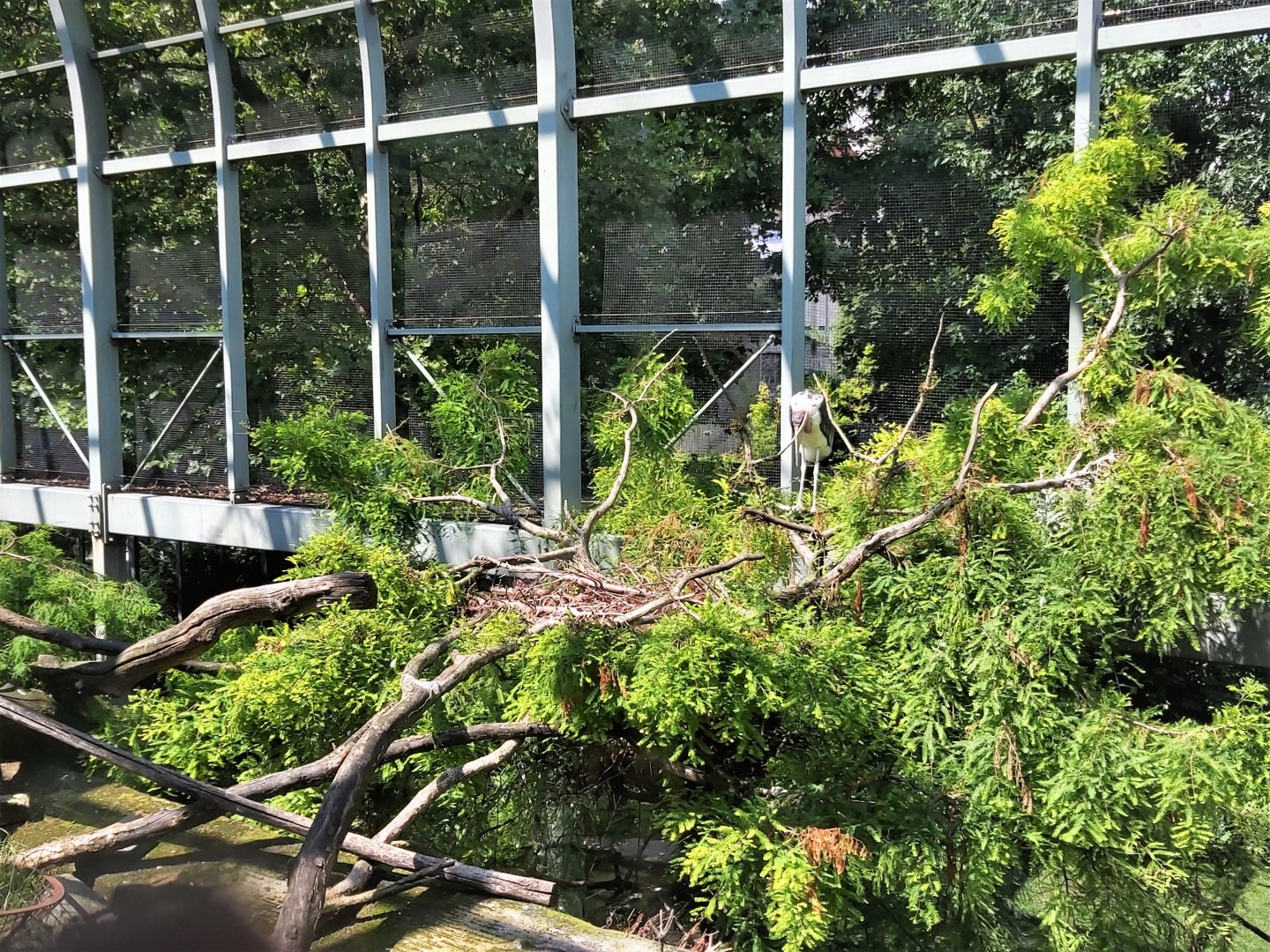 Marabou nesting area