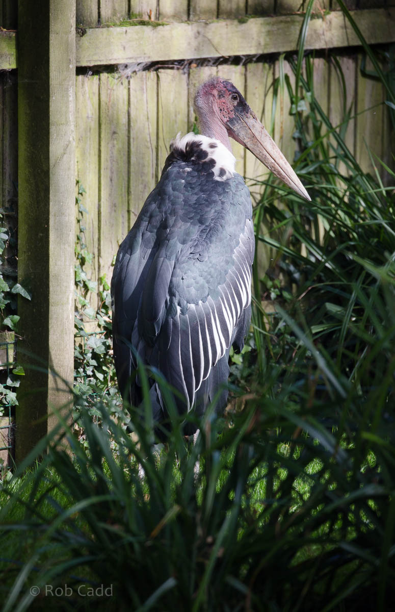 Marabou : Paignton : 23 Sep 2015