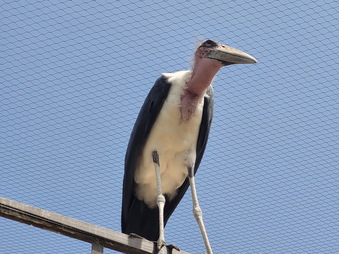 Marabou -Réserve Africaine de Sigean (2022)