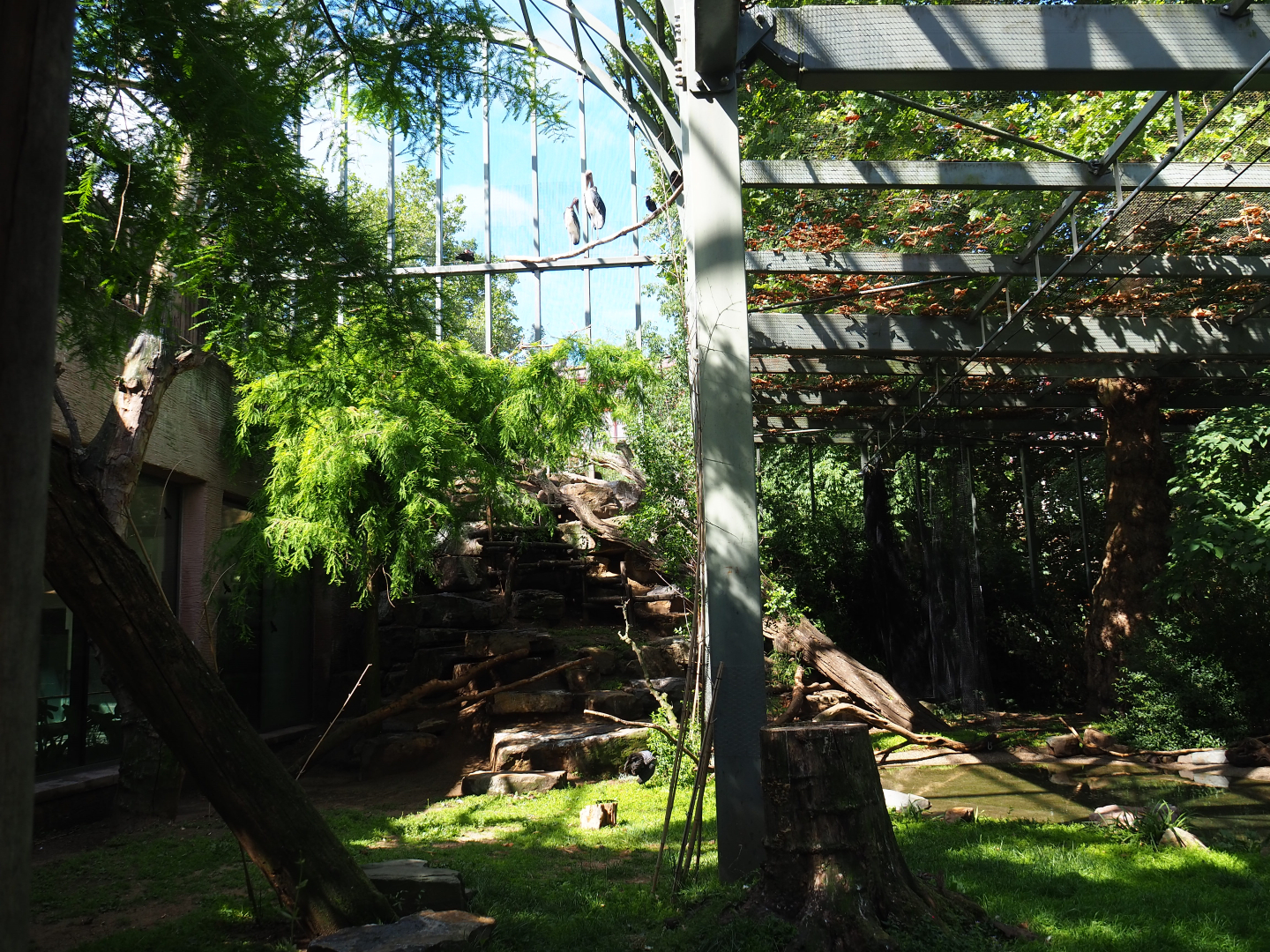 Marabou, Rüppell's vulture, Waldrapp, Black crowned crane and Vulturine guineafowl aviary, 2020-06-28