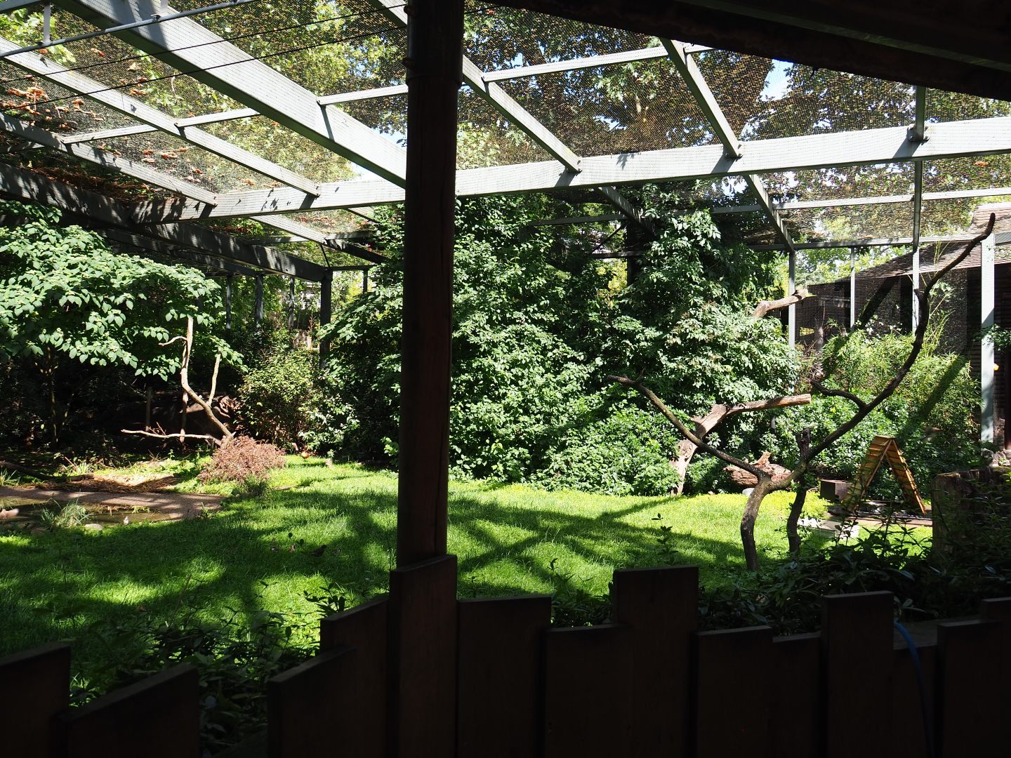 Marabou, Rüppell's vulture, Waldrapp, Black crowned crane and Vulturine guineafowl aviary, 2020-06-28