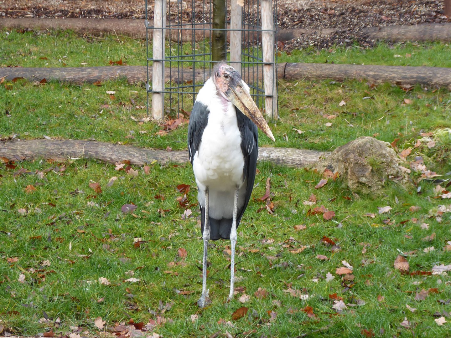 Marabou stork 011218