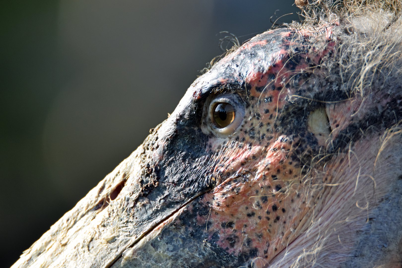 Marabou stork, 13.10.2019