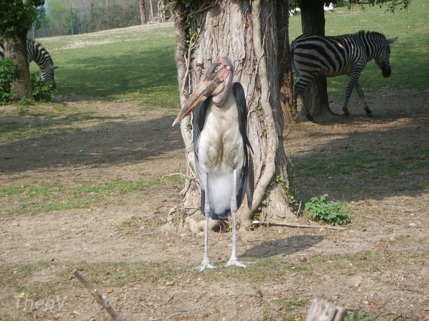 Marabou stork [2000's]