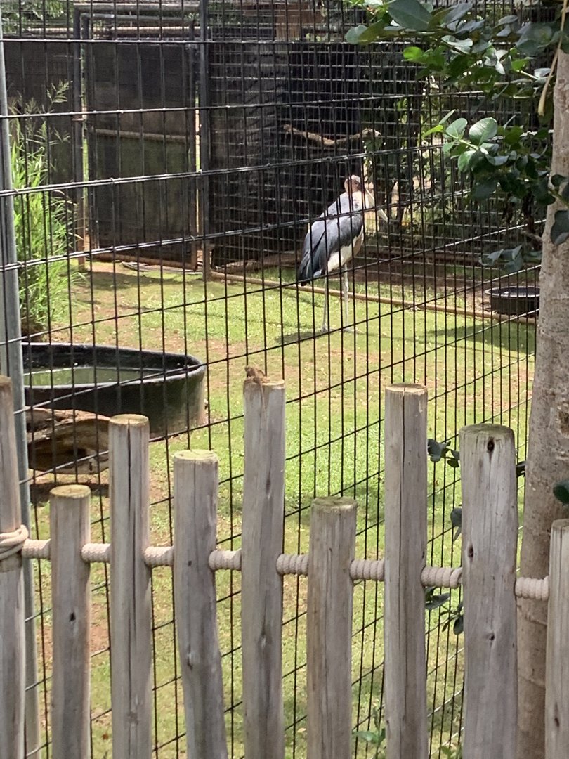 Marabou Stork 3/25/23